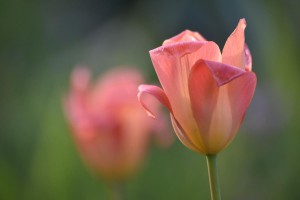 Les tulipes roses (genève) 